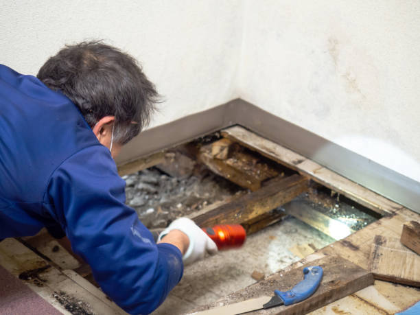 Best Commercial Mold Remediation in Bethany, IL