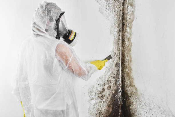 Best Bathroom Mold Remediation in Bethany, IL
