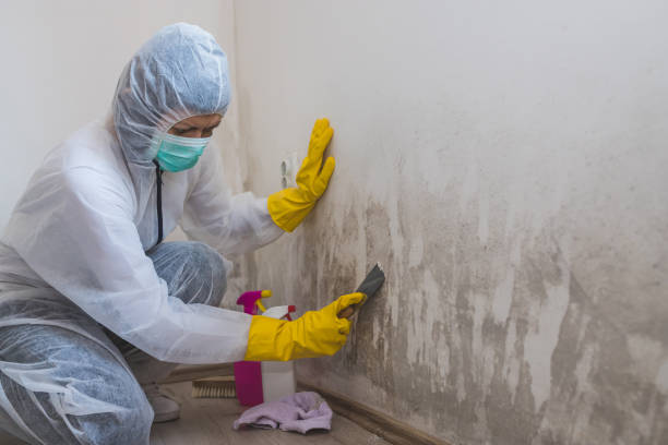 Professional Mold Remediation in Bethany, IL