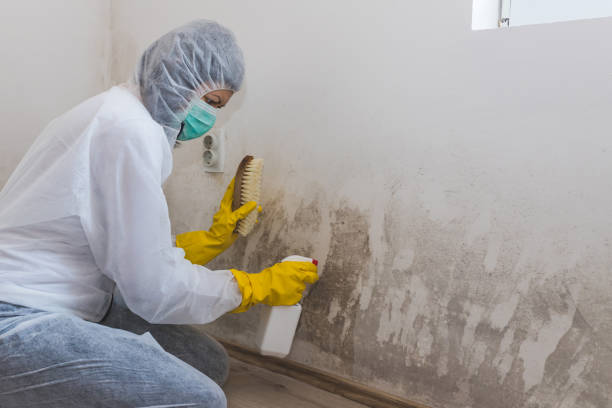 Best Basement Mold Remediation in Bethany, IL