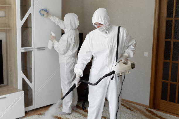 Best Residential Mold Remediation in Bethany, IL