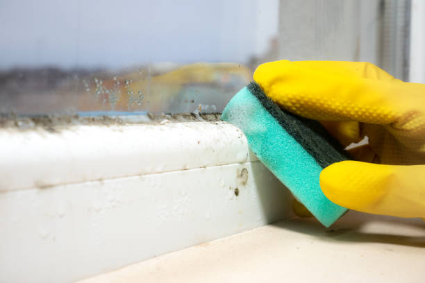 Best Black Mold Remediation in Bethany, IL
