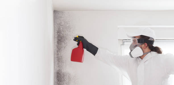 Best Residential Mold Remediation in Bethany, IL
