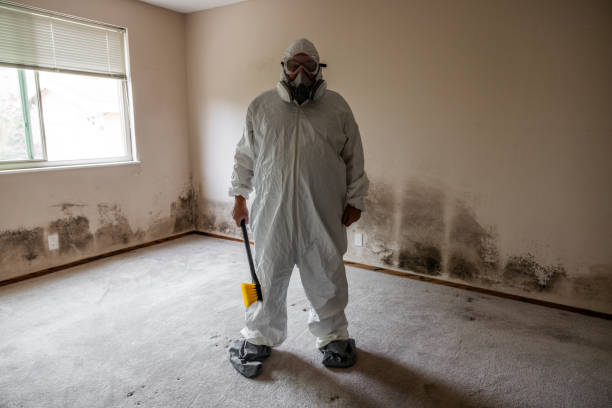 Best Attic Mold Remediation in Bethany, IL