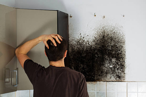 Best Industrial Mold Remediation in Bethany, IL
