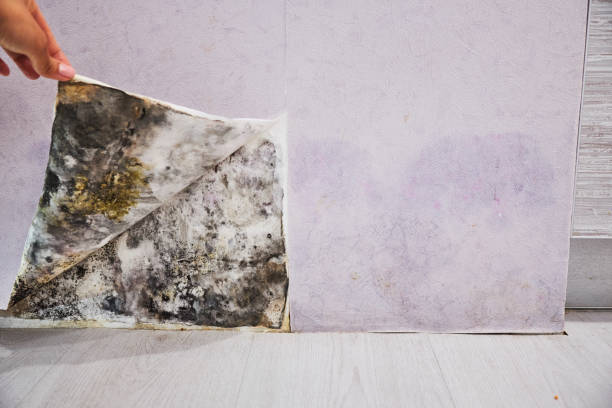 Best Post-Flood Mold Remediation in Bethany, IL